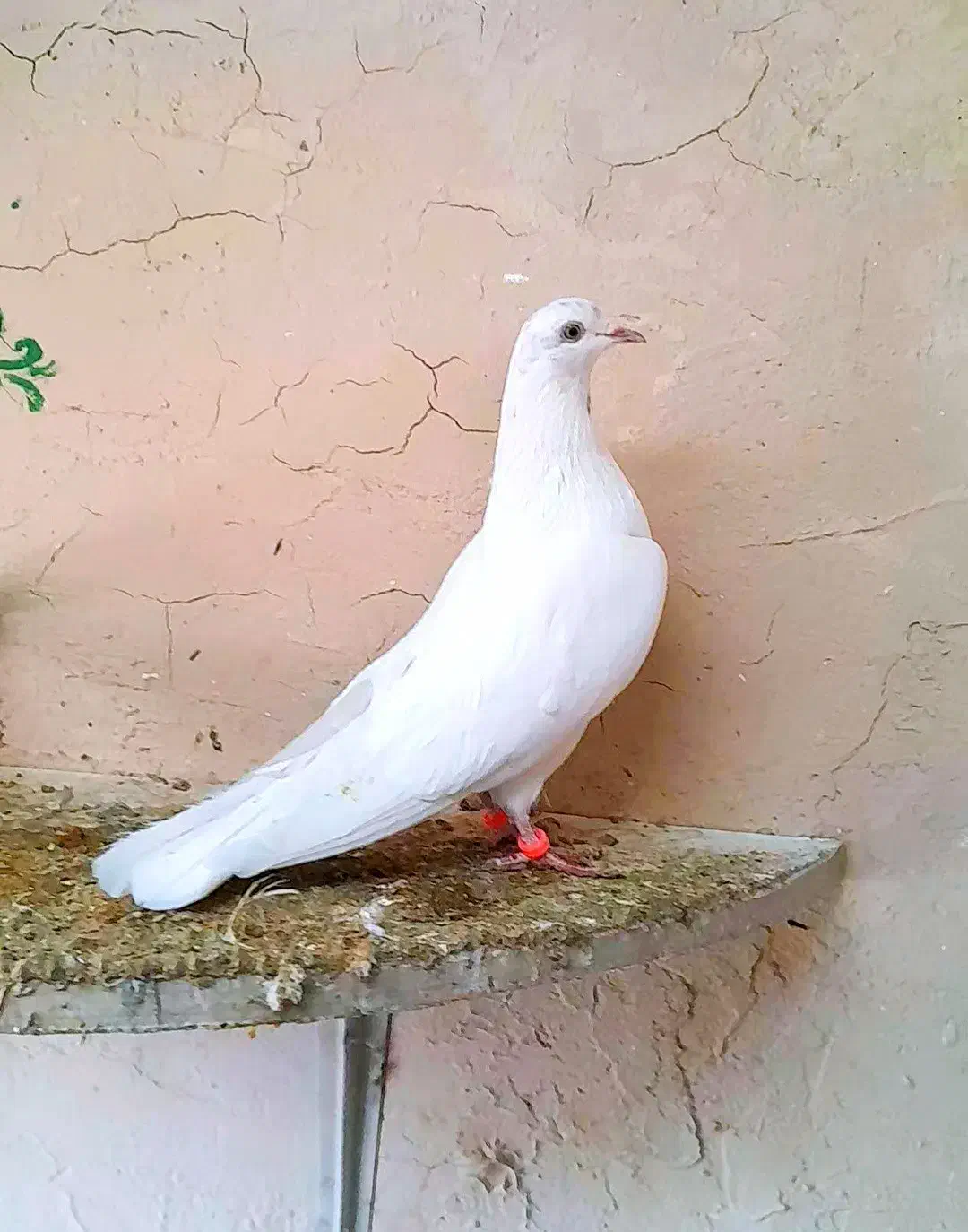 کبوتر|پرنده|گلپایگان, |دیوار