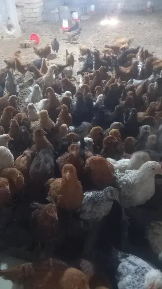 جوجه محلی فروشی|حیوانات مزرعه|شیراز, کرونی(خاتونک)|دیوار