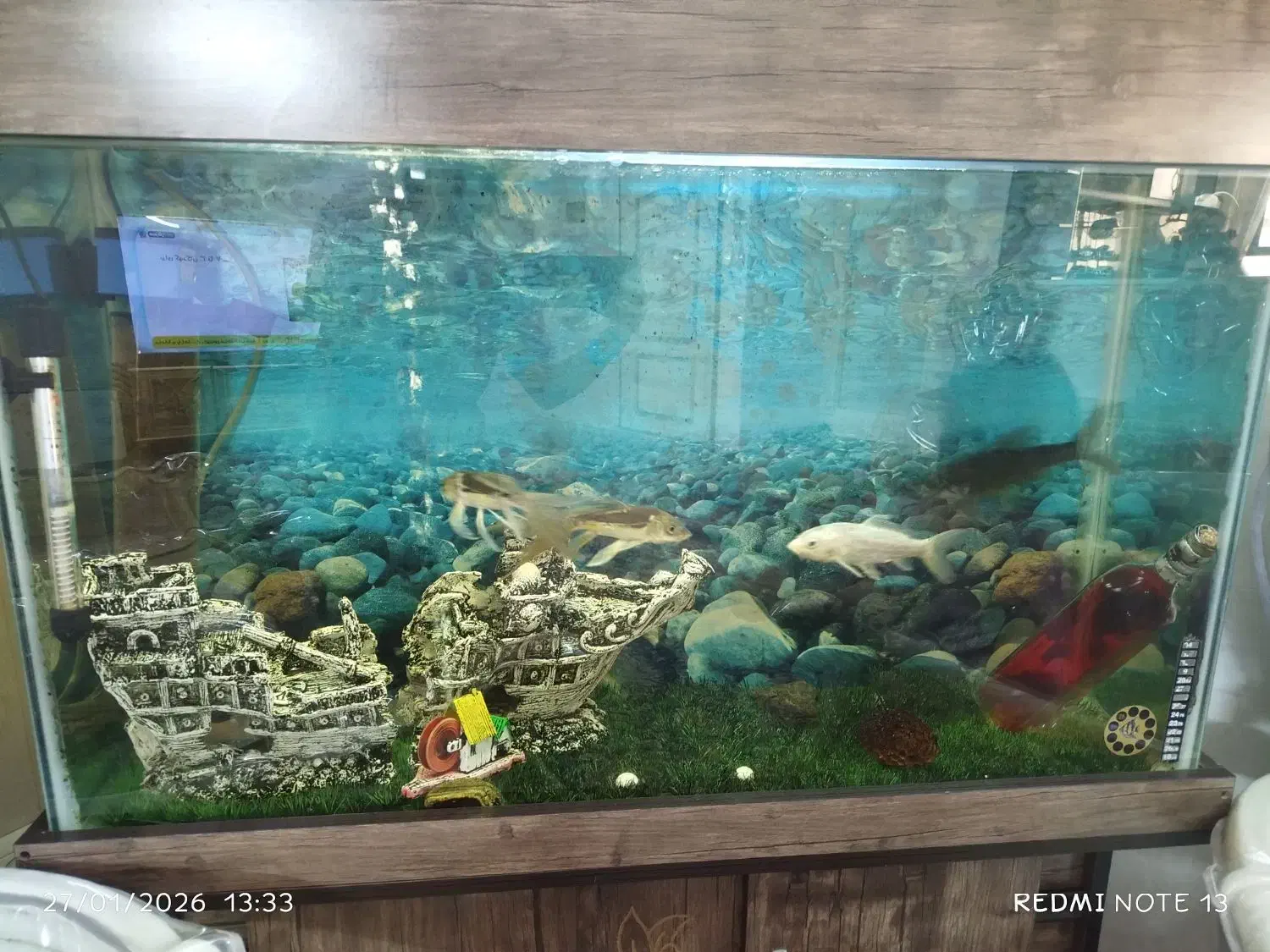 آکواریوم|ماهی|قرچک, زیبا شهر|دیوار