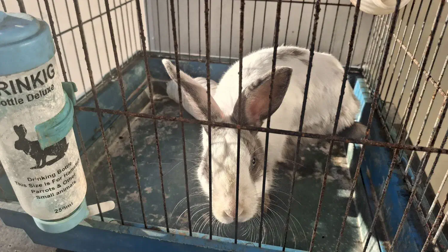 خرگوش خانگی بازیگوش|موش و خرگوش|زنجان, |دیوار