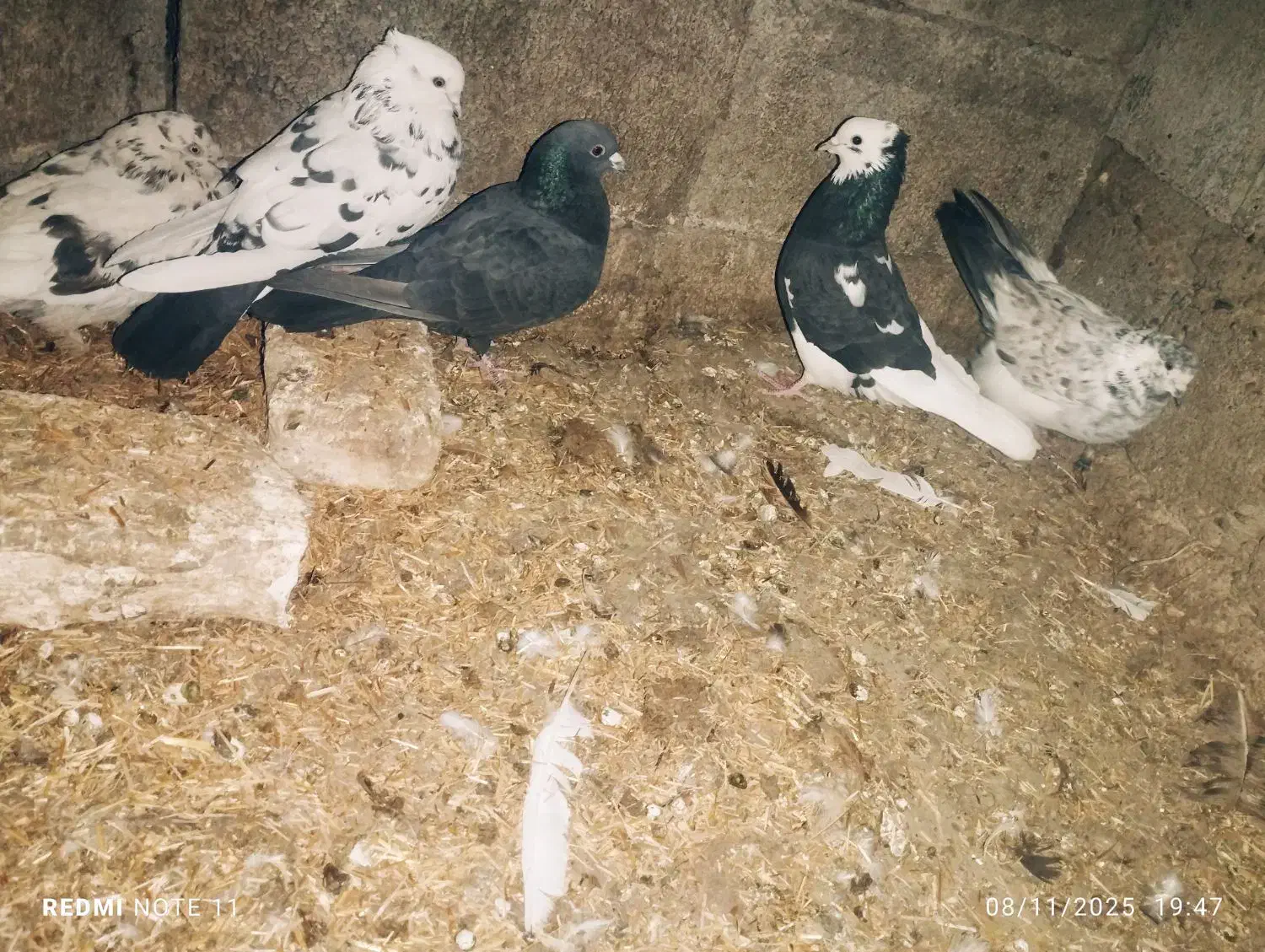 کبوتر تهرانی|پرنده|بیستون, |دیوار