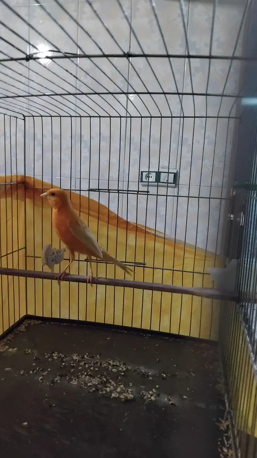 قناری پرتقالی|پرنده|محمدیه-قزوین, |دیوار