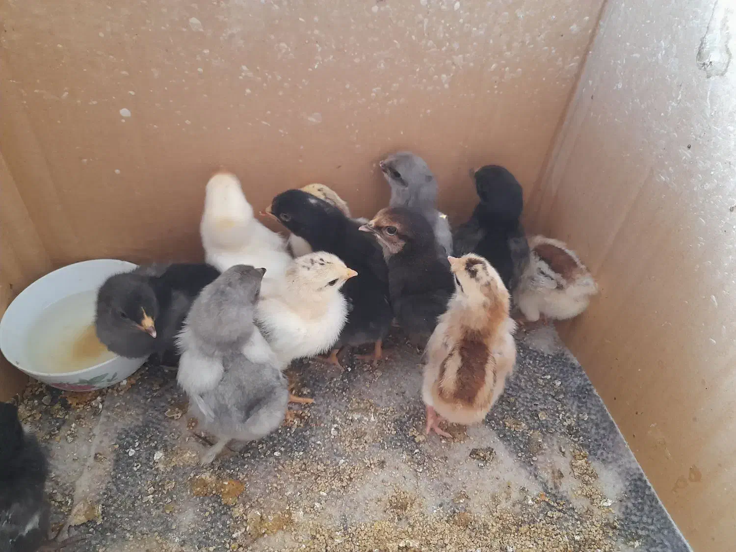 ۱۲ تا جوجه سر حال|حیوانات مزرعه|هادی شهر, |دیوار