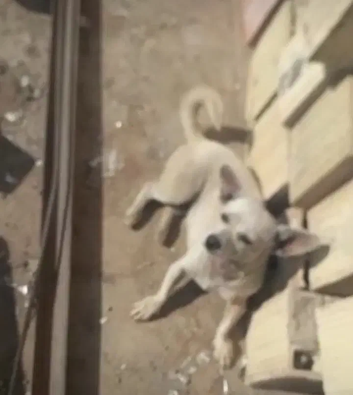 سلام سگ پا کوتا باهوش|سگ|کرمان, |دیوار