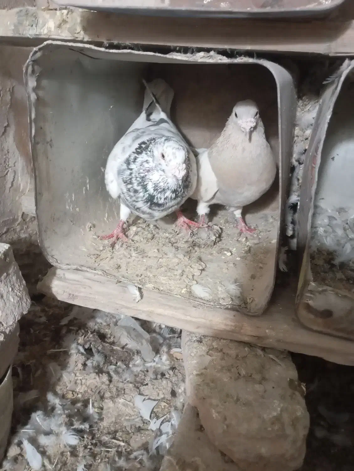 کفتر|پرنده|فیروزه, |دیوار