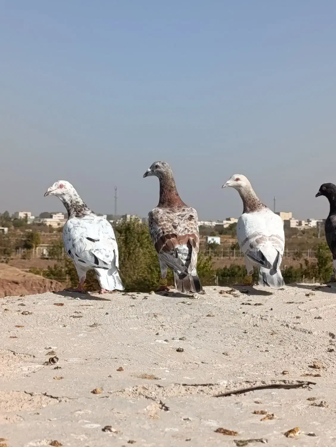 هفرنگ خطی نر عتیقه|پرنده|اقبالیه, |دیوار