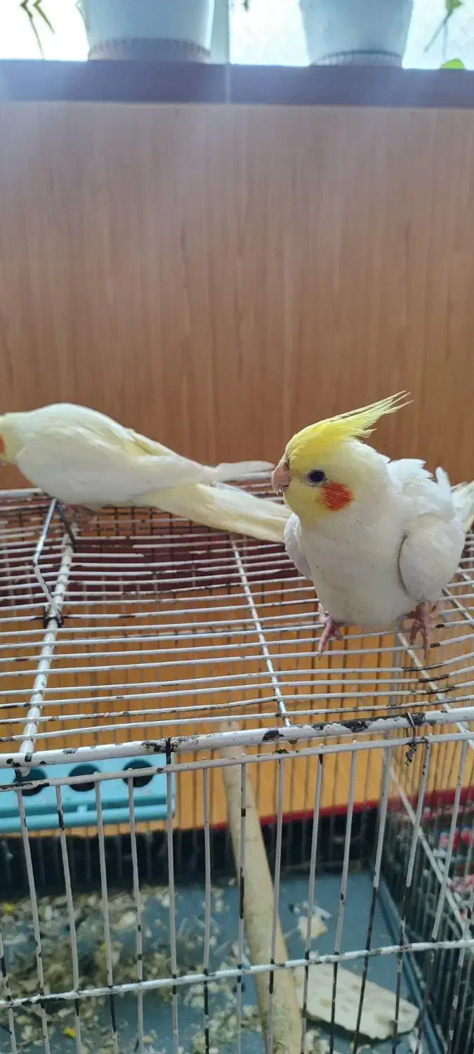 عروس هلندی|پرنده|ارومیه, |دیوار