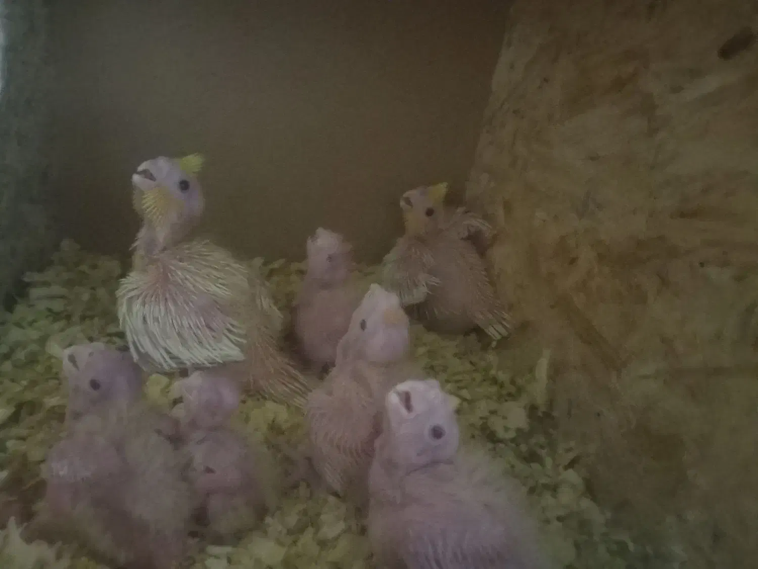 عروس هلندی|پرنده|کرباسک, |دیوار