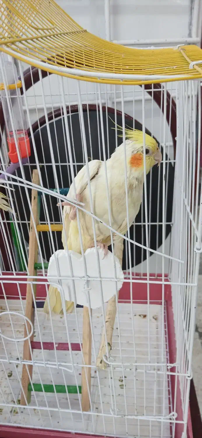 عروس هلندی دستی|پرنده|کوهدشت, |دیوار