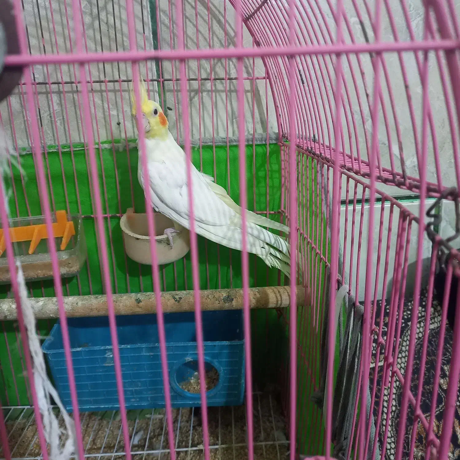 فروشی|پرنده|فاریاب, |دیوار