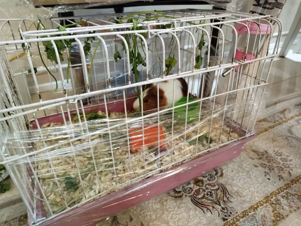 جفت خوکچه هندی بازیگوش نر و ماده سالم|موش و خرگوش|تهران, شهرک فردوس (حسینی)|دیوار