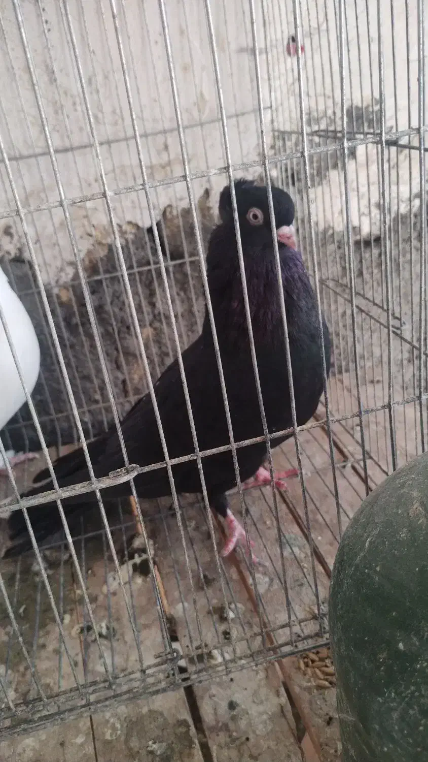 زاغ ابادانی معاوضه|پرنده|قم, کاسه گران|دیوار