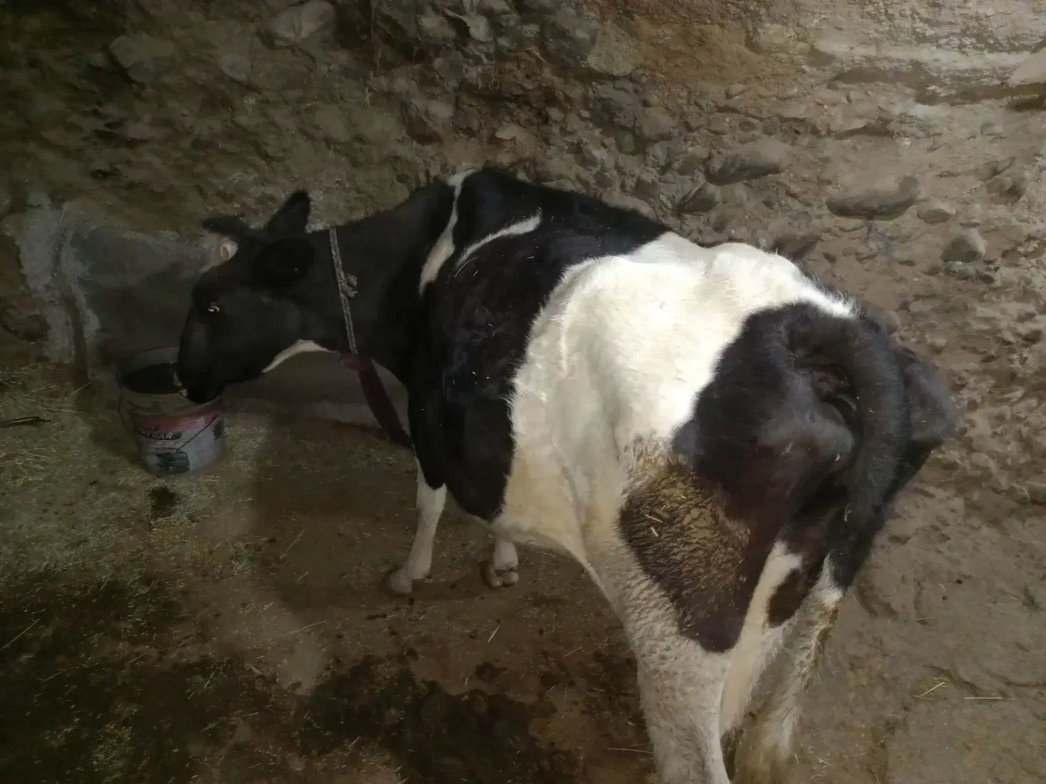 گاو دو رگه آبستن|حیوانات مزرعه|سارال, |دیوار