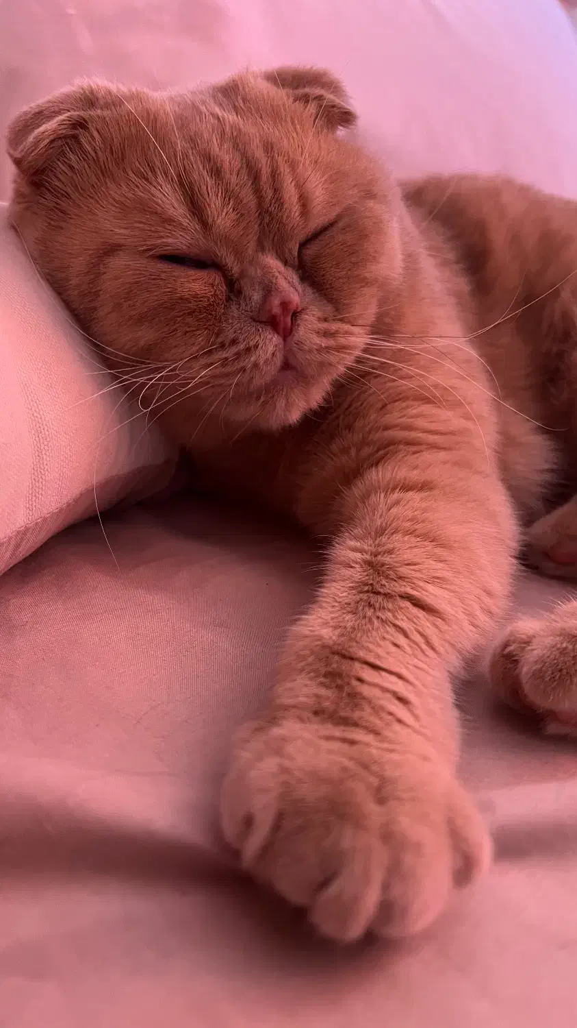 واگذاری گربه با تمام وسایل|گربه|آبادان, |دیوار