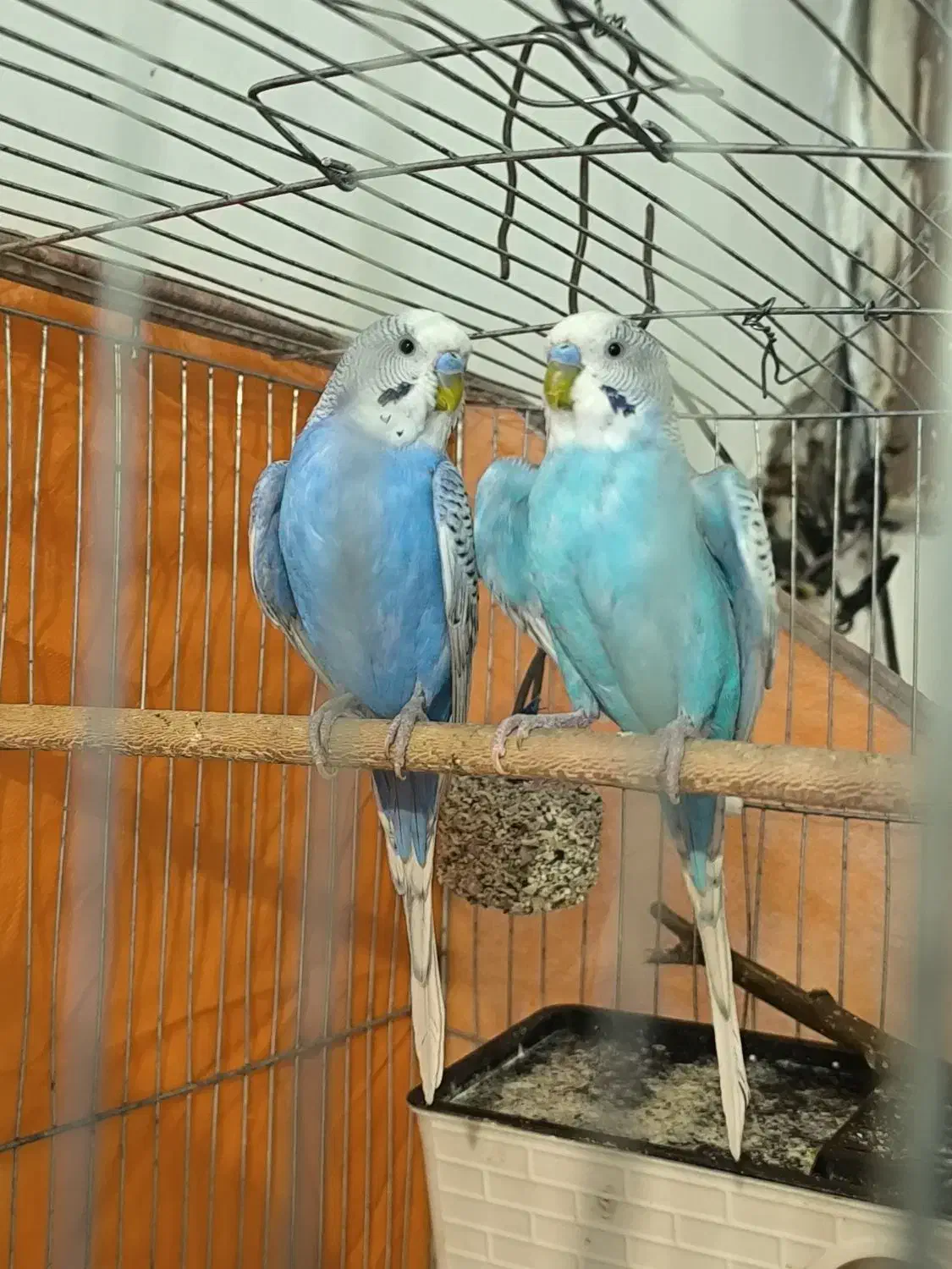 مرغ عشق|پرنده|ارومیه, |دیوار