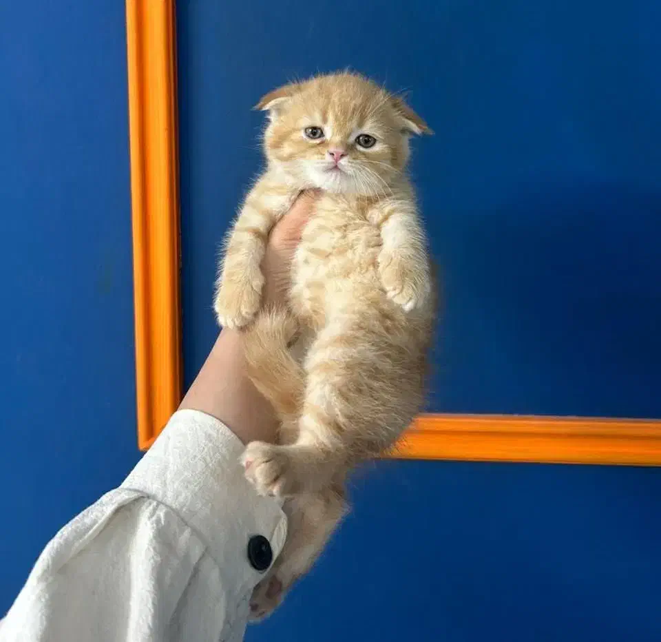 اسکاتیش فولد گلد|گربه|رشت, چله خانه|دیوار