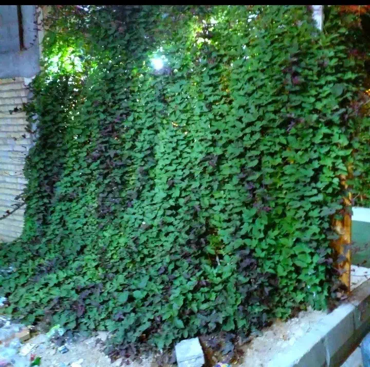 گل و درخت|گل و گیاه طبیعی|شیراز, کوزه گری|دیوار