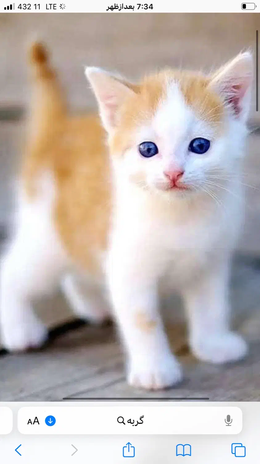 گربه ‌|گربه|گرگان, |دیوار