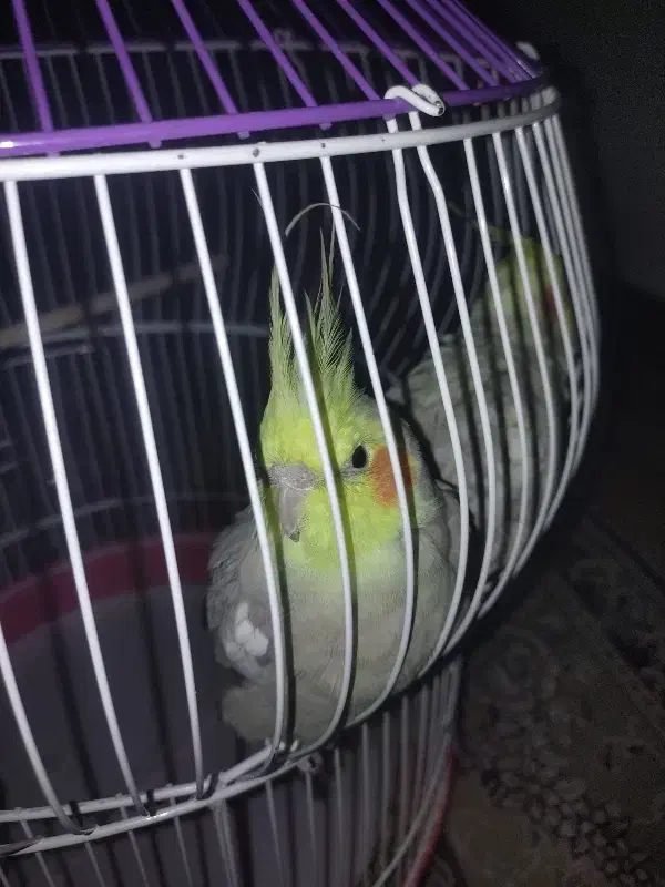 عروس هلندی سالم و سلامت با قفس|پرنده|محمدشهر, شهرک پیام (مهرالبرز)|دیوار