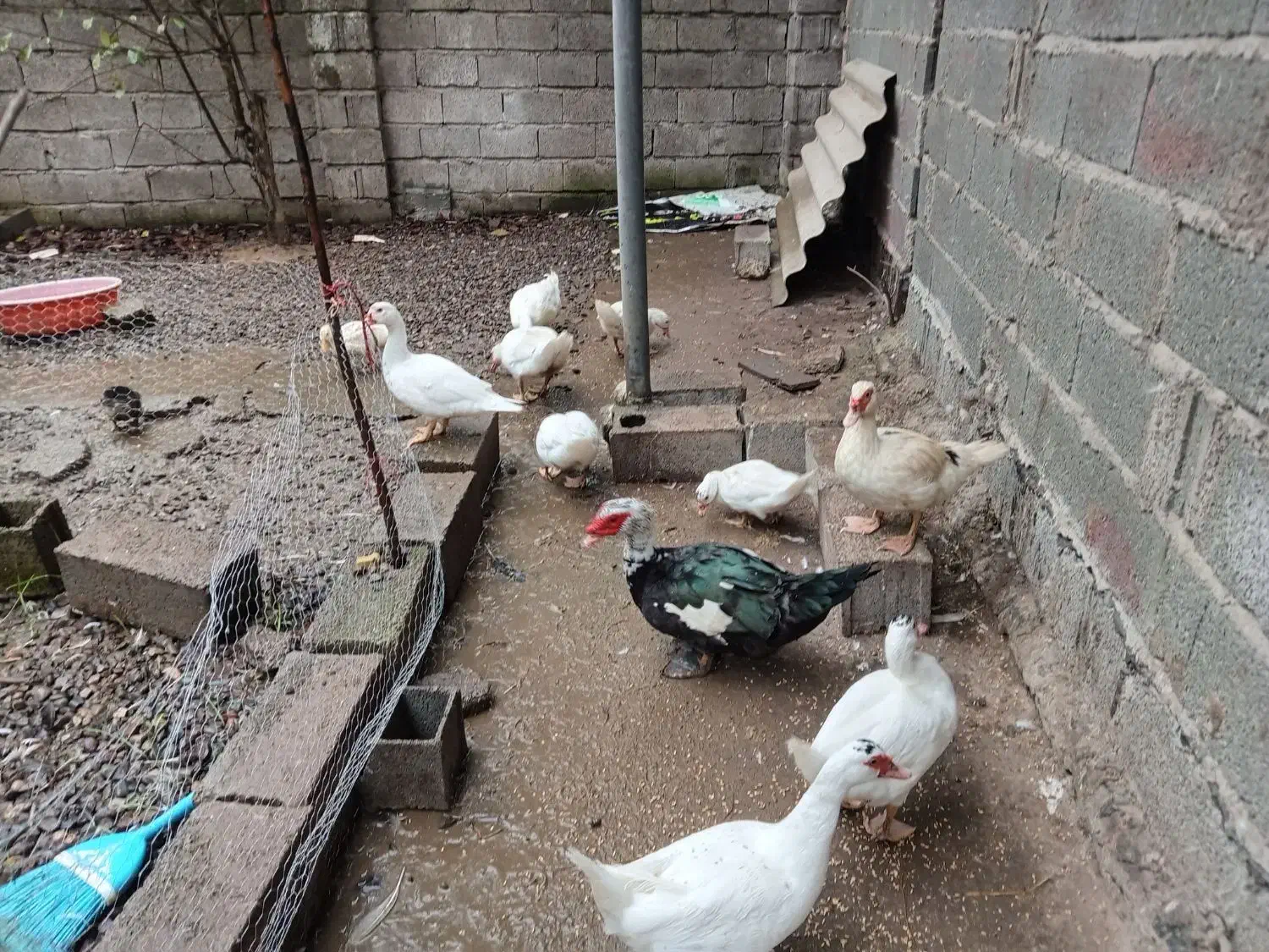 اردک اسراییلی  ۵عدد|حیوانات مزرعه|آستانه اشرفیه, |دیوار