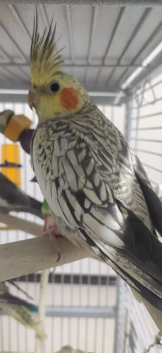 عروس هلندی|پرنده|حمیدیا, |دیوار