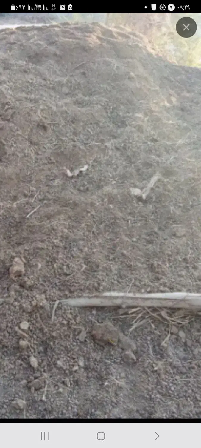 کودگوسفند|گل و گیاه طبیعی|عنبرآباد, |دیوار