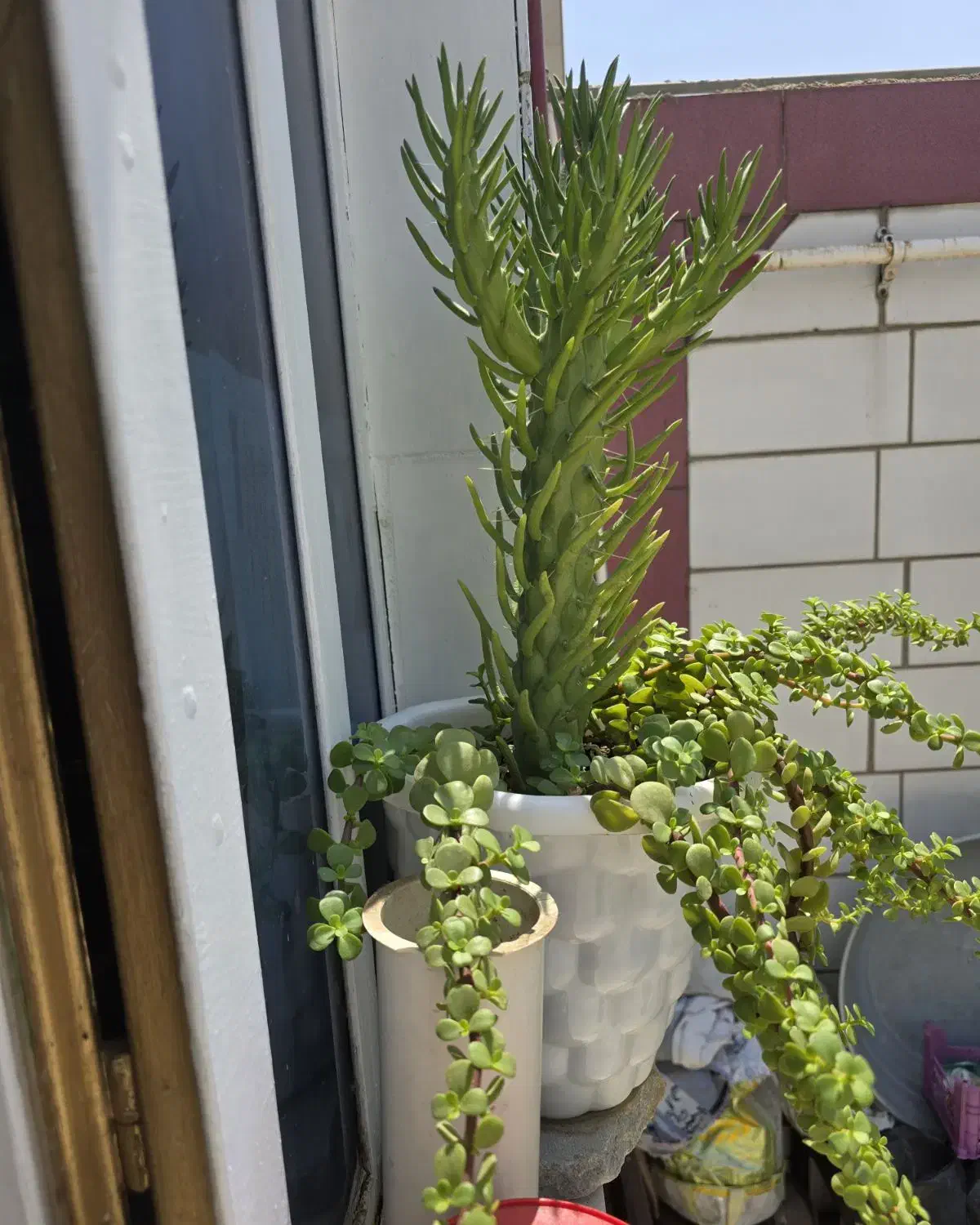 گل و گلدون|گل و گیاه طبیعی|دوگنبدان, |دیوار