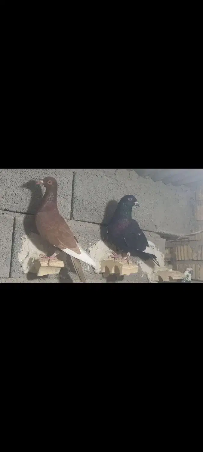 فروش ،قهره سیاه و سرخ|پرنده|داراب, |دیوار