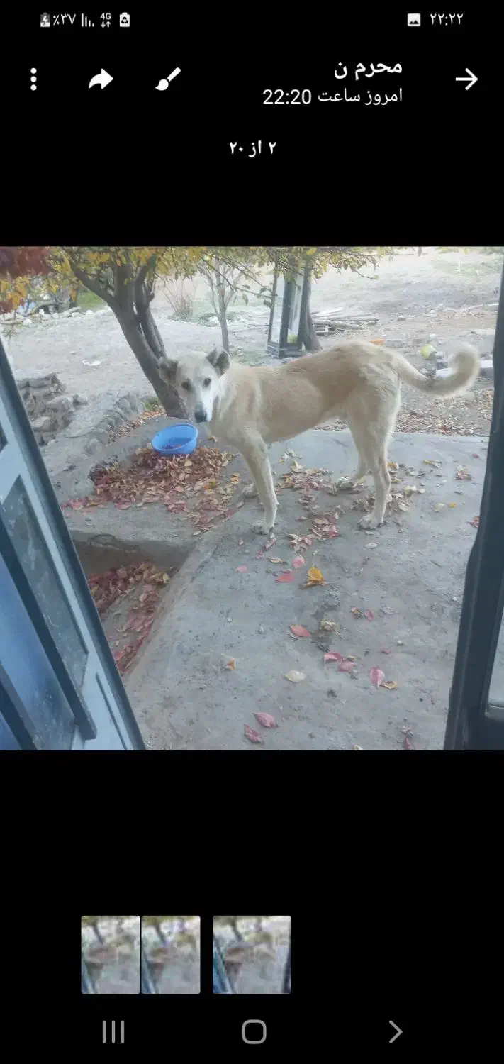 پژدر عراقی نر|سگ|ورزقان, |دیوار