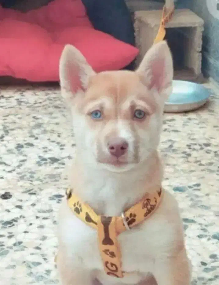 واگذاری حیون فیندو پاکوتا|سگ|لنجان, |دیوار