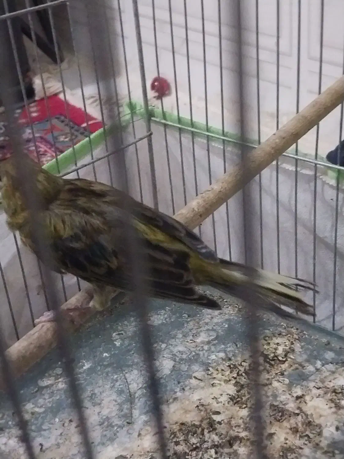 قناری ماده سبز|پرنده|کرمان, |دیوار