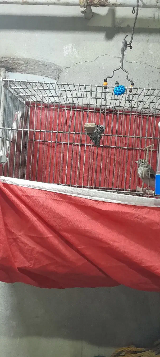 سهره.کبوتر|پرنده|کرمانشاه, |دیوار