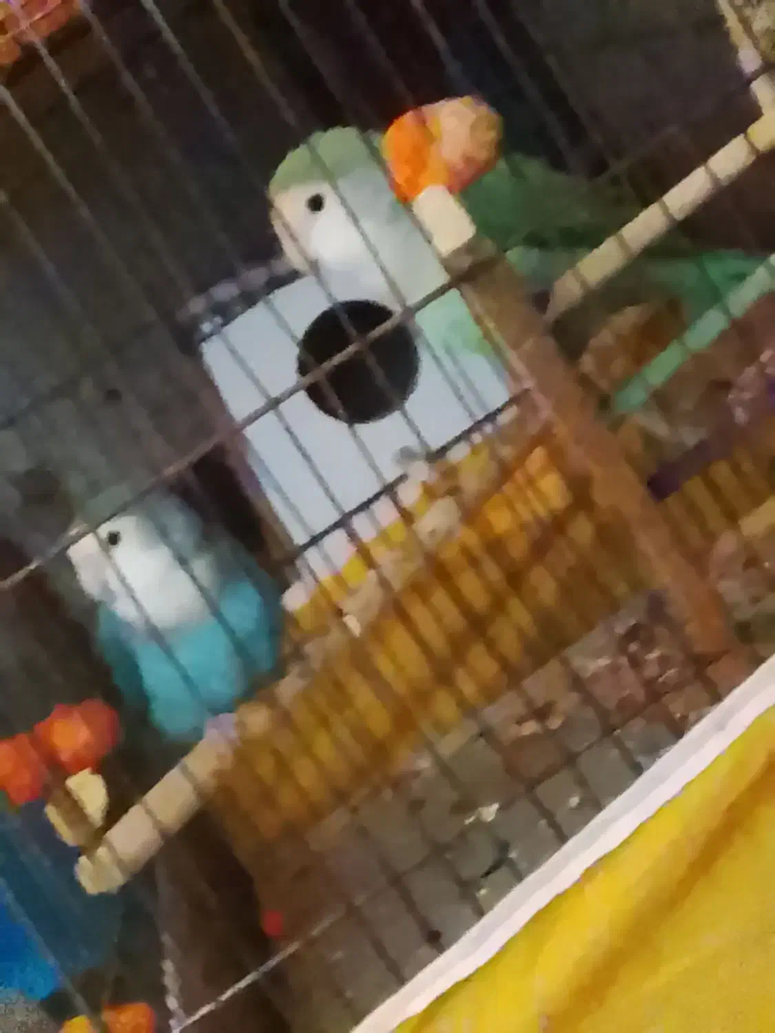 پرنده|پرنده|خمینیشهر, |دیوار