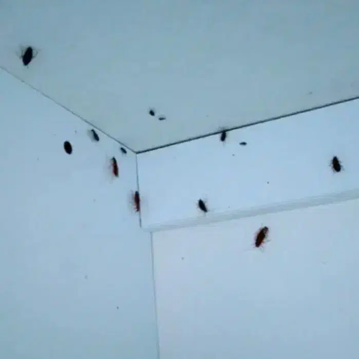 سمپاشی تخصصی منزل سم پاشی تضمینی سوسک مورچه کنه|خدمات نظافت|شیراز, کلاهدوز|دیوار