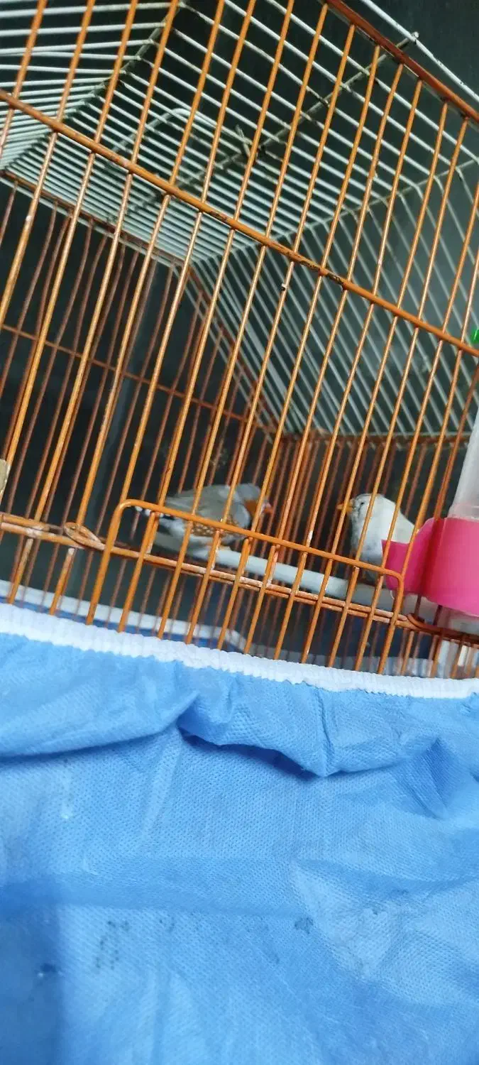 یه جفت فنچ با قفس و همچی|پرنده|فردیس, شهرک ناز|دیوار