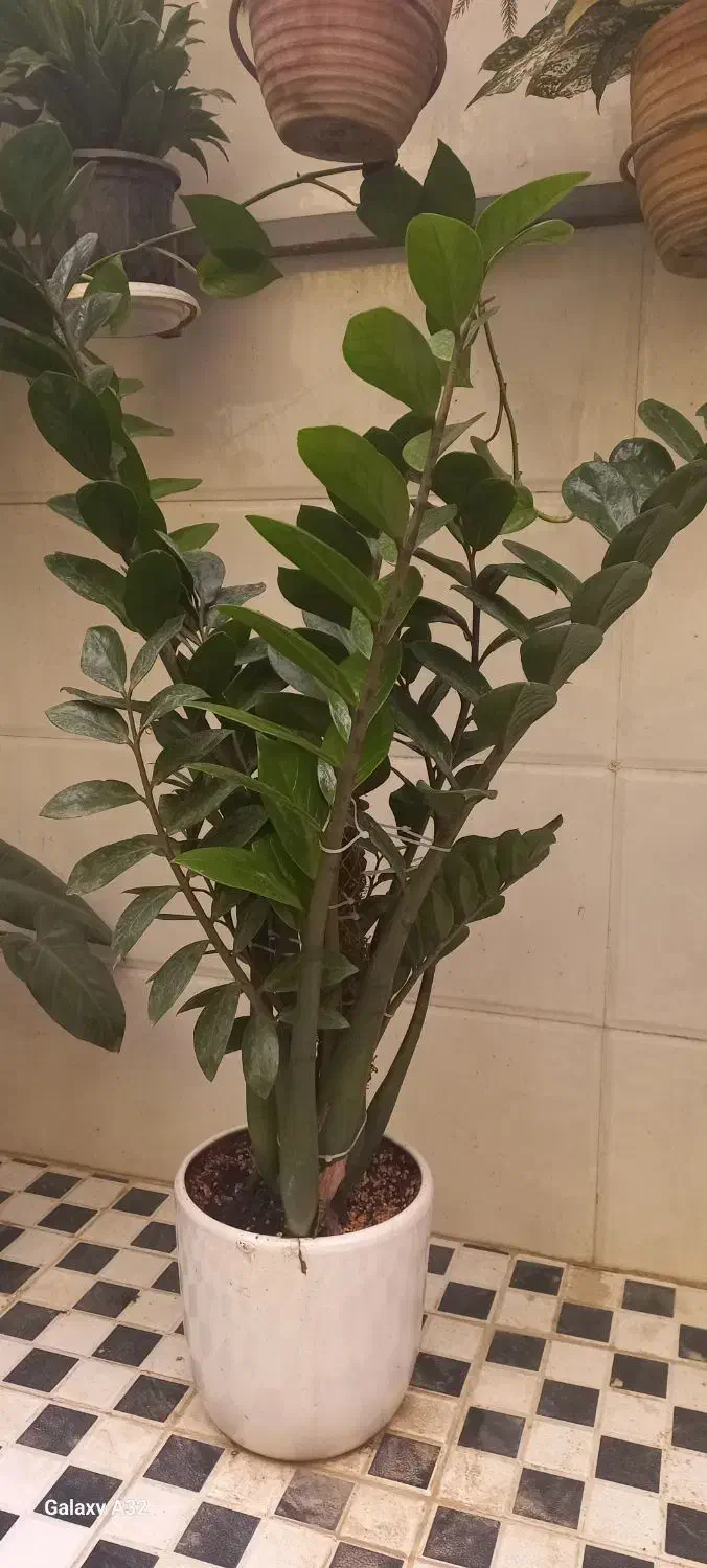 گل و گیاه|گل و گیاه طبیعی|پیشوا, |دیوار