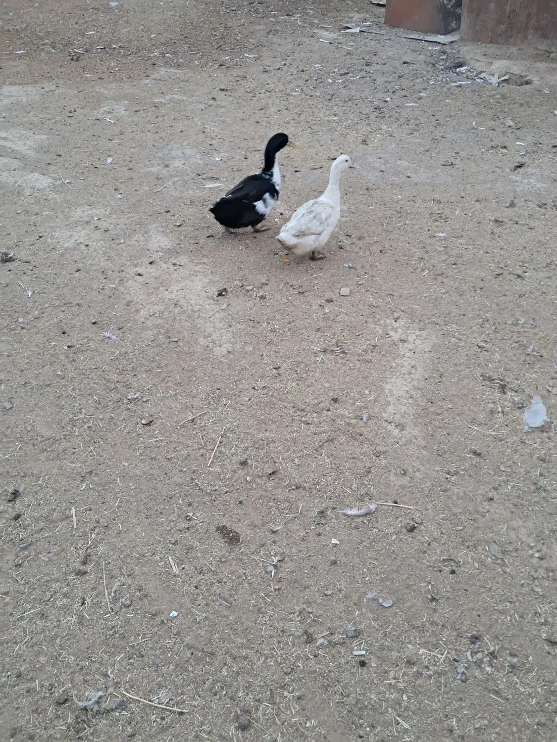 اردک فروشی|پرنده|ساروق, |دیوار