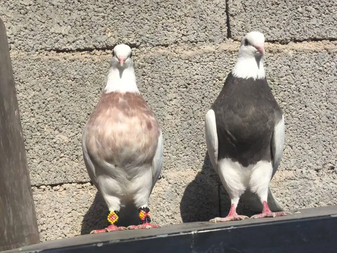 یکجفت کبوتر طوقی(عکس پدر مادر عکس اخر)|پرنده|زیباشهر, |دیوار