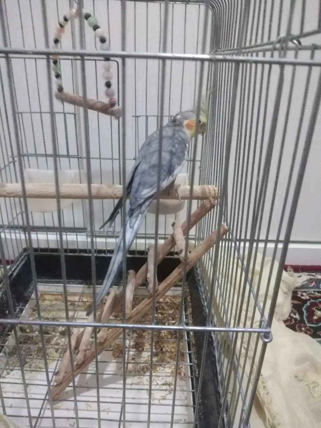 عروس هلندی|پرنده|بومهن, |دیوار