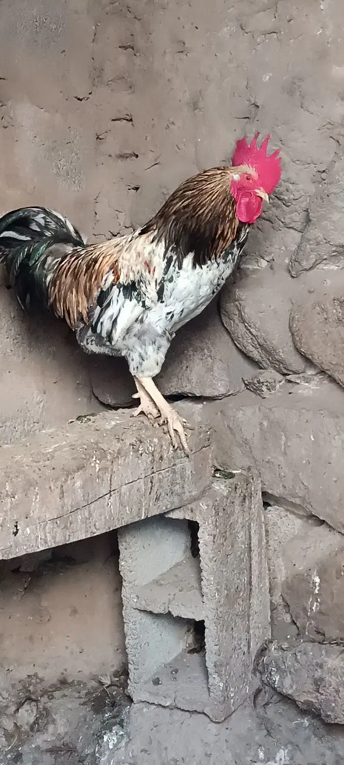 خروس و مرغ و غاز محلی طبیعی|حیوانات مزرعه|مشگین شهر, |دیوار