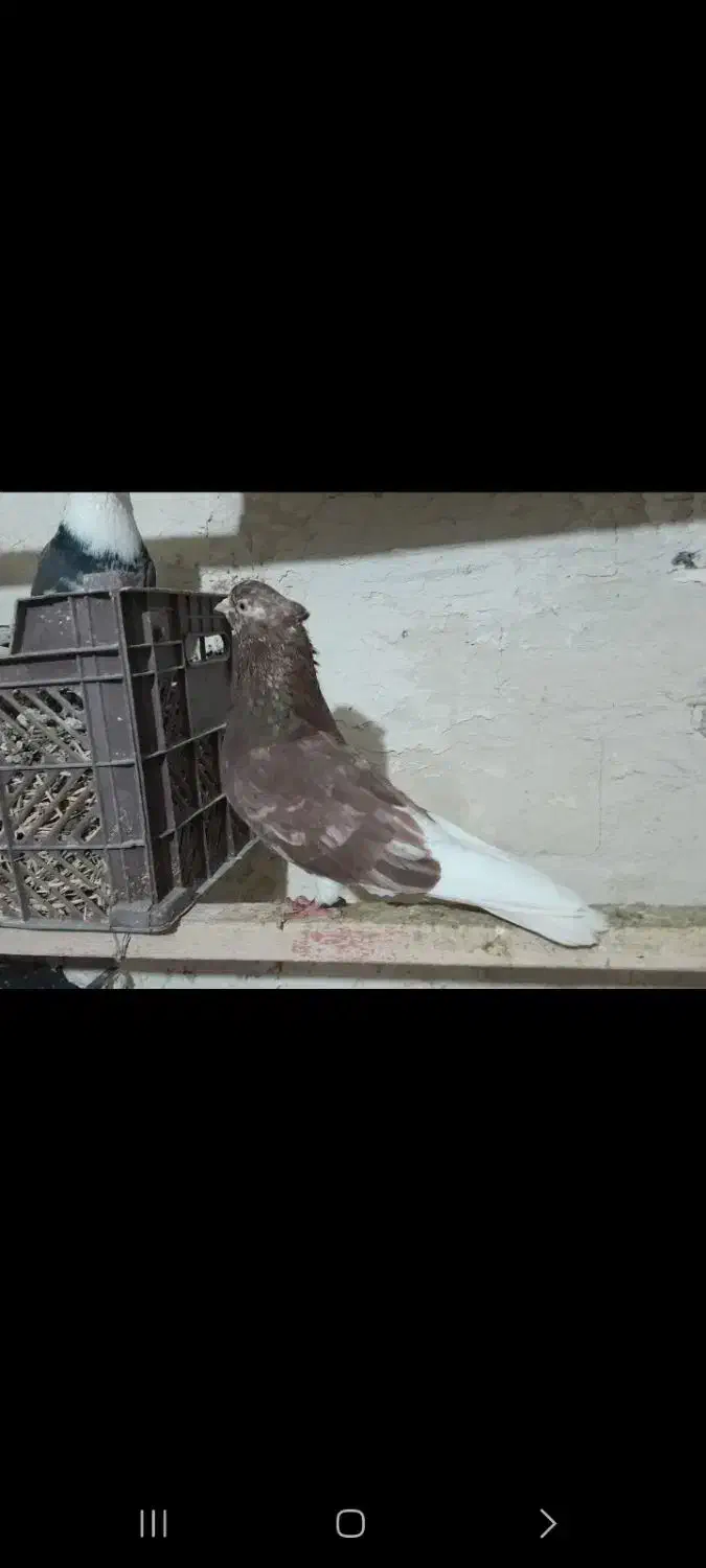 کبوتر|پرنده|سراب, |دیوار