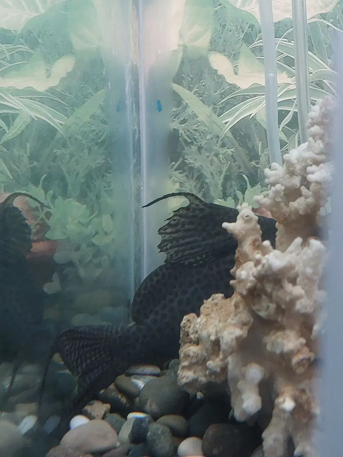 ماهی کت فیش|ماهی|ری, علایین|دیوار