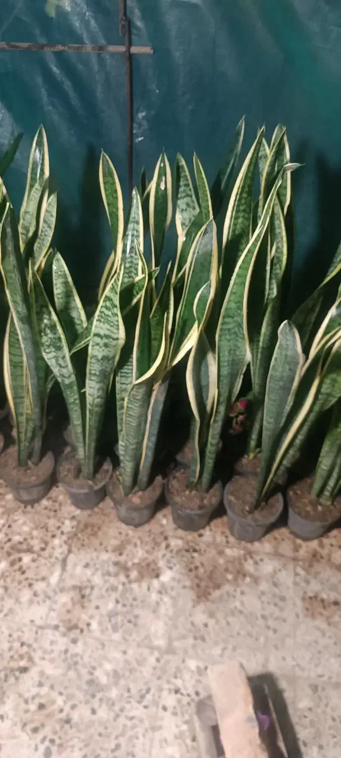 حراجی سانسوریا|گل و گیاه طبیعی|شیروان (خراسان), |دیوار