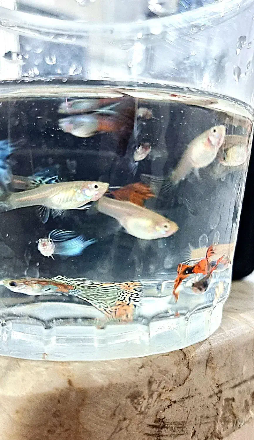 ماهی محبوب و زیبا آکواریوم|ماهی|گرگان, |دیوار