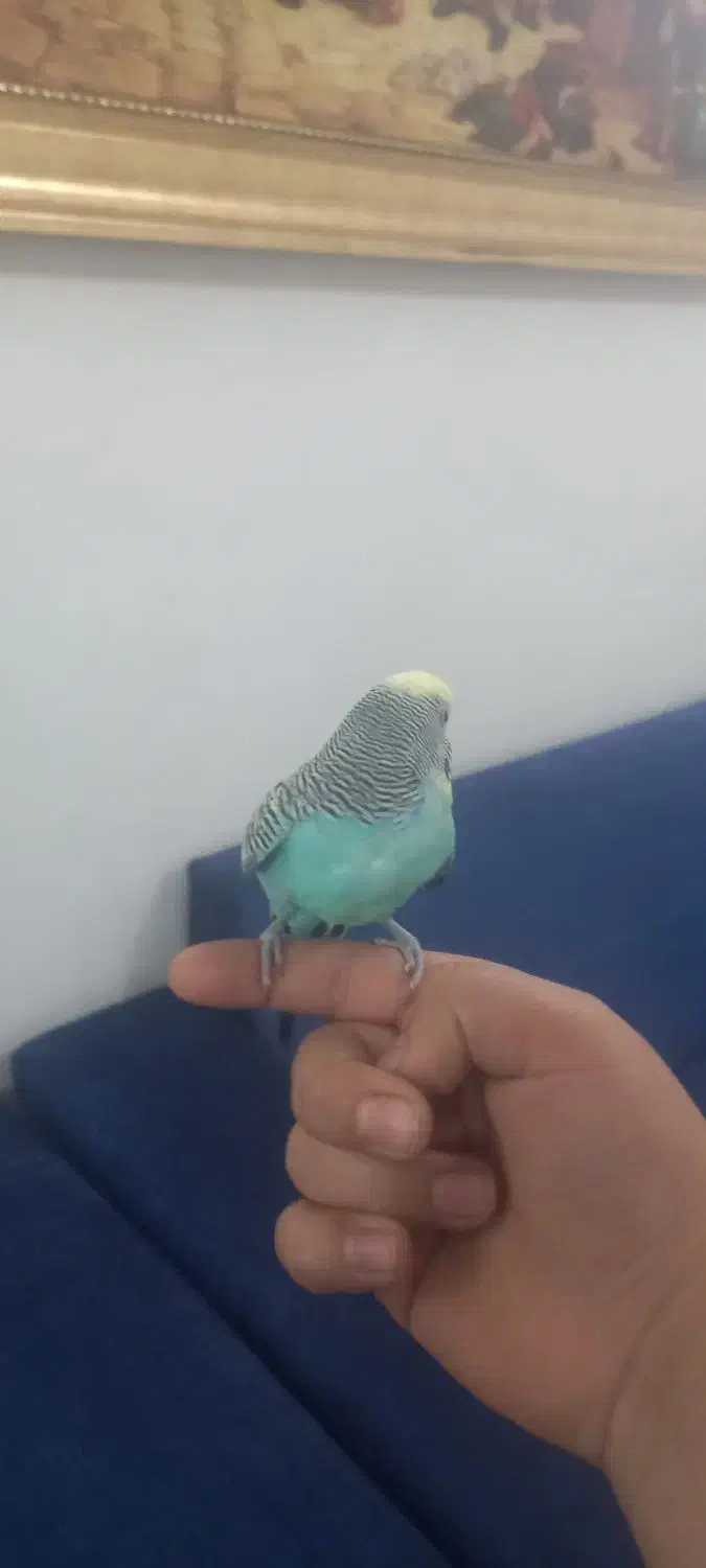 مرغ عشق نر|پرنده|دورود, |دیوار