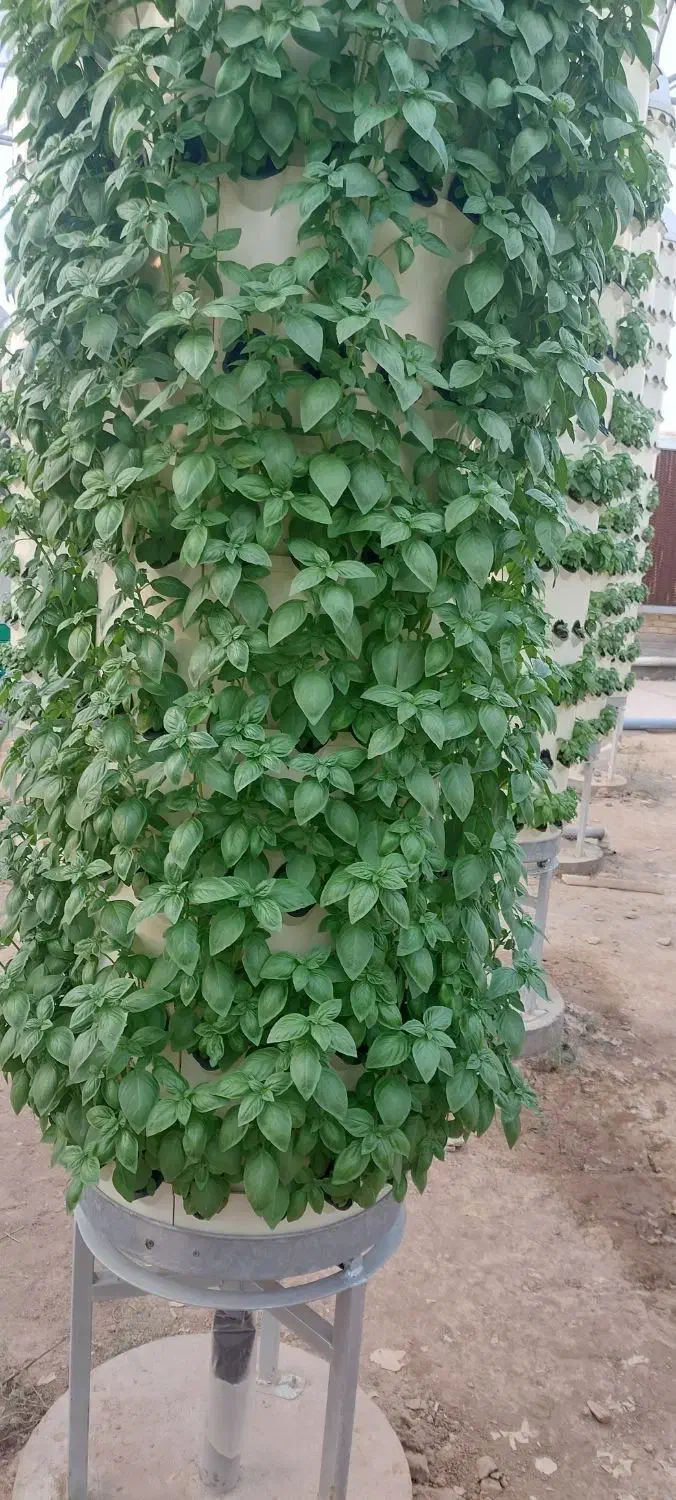 فروش گلخانه ی خاص اروپونیک با تراکم بالا|فروش دفتر صنعتی، کشاورزی، تجاری|نظرآباد, نجم آباد|دیوار