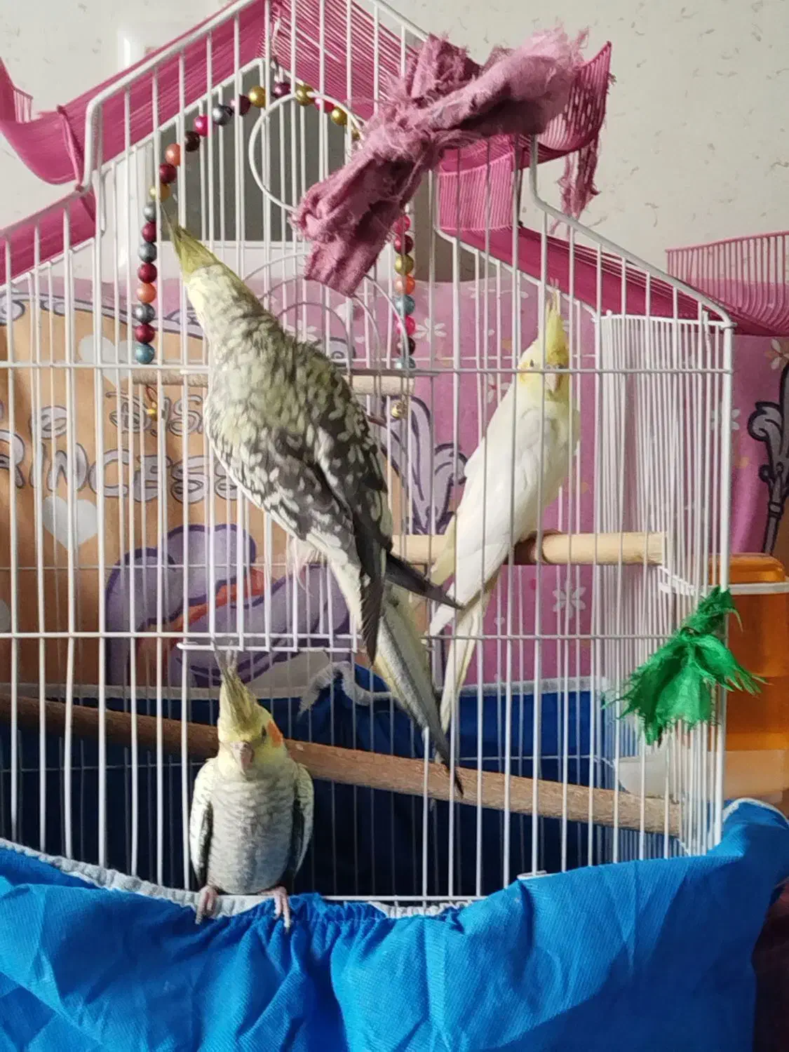 سه عدد عروس هلندی مطابق عکس.|پرنده|فولادشهر, فولادشهر|دیوار