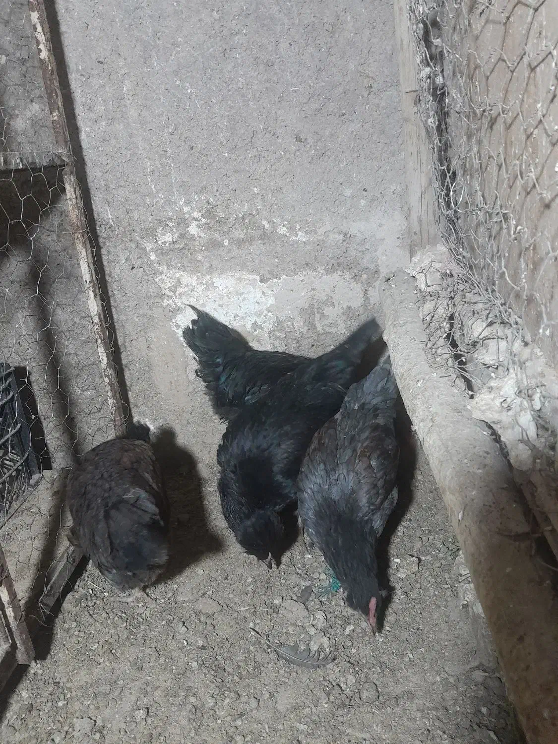 مرغ و خروس مینیاتوری|حیوانات مزرعه|پیشوا, |دیوار