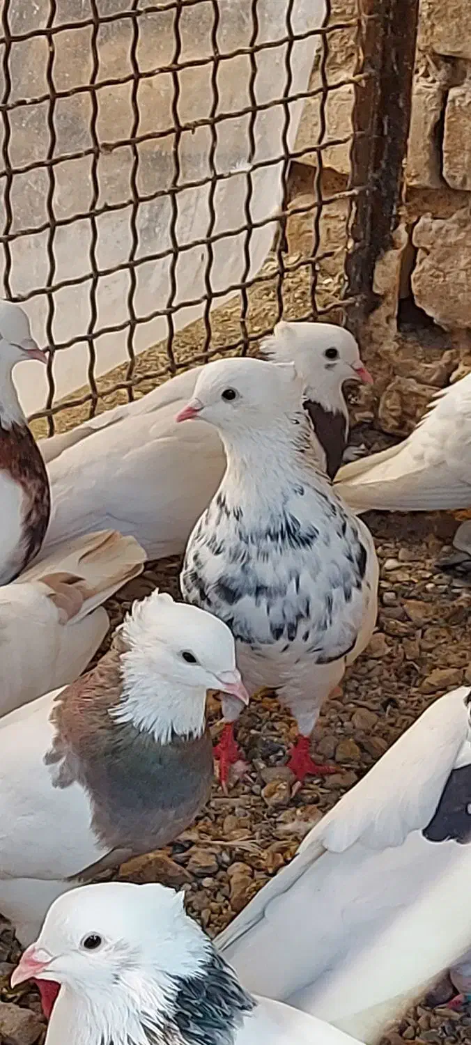 کبوتر طوقی|پرنده|آبیک, |دیوار