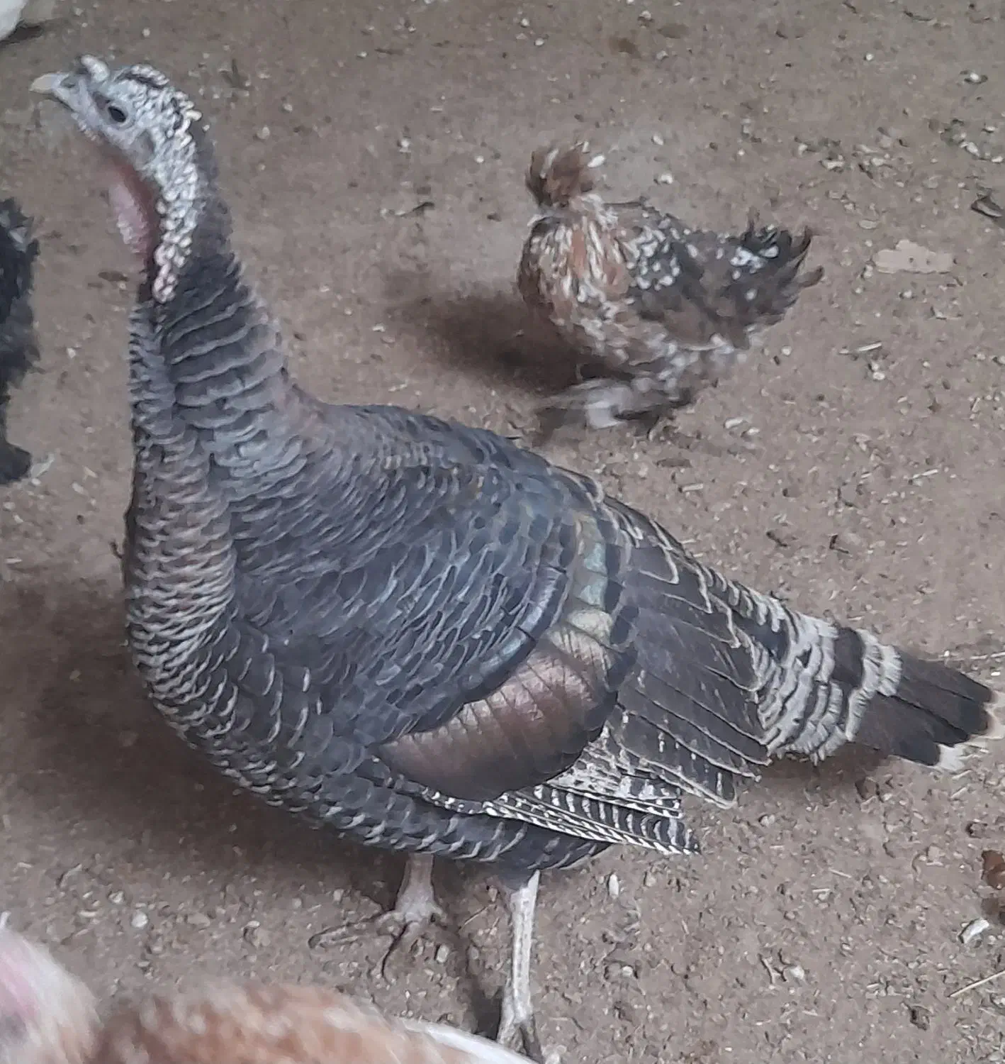 بوقلمون|حیوانات مزرعه|شهرکرد, |دیوار